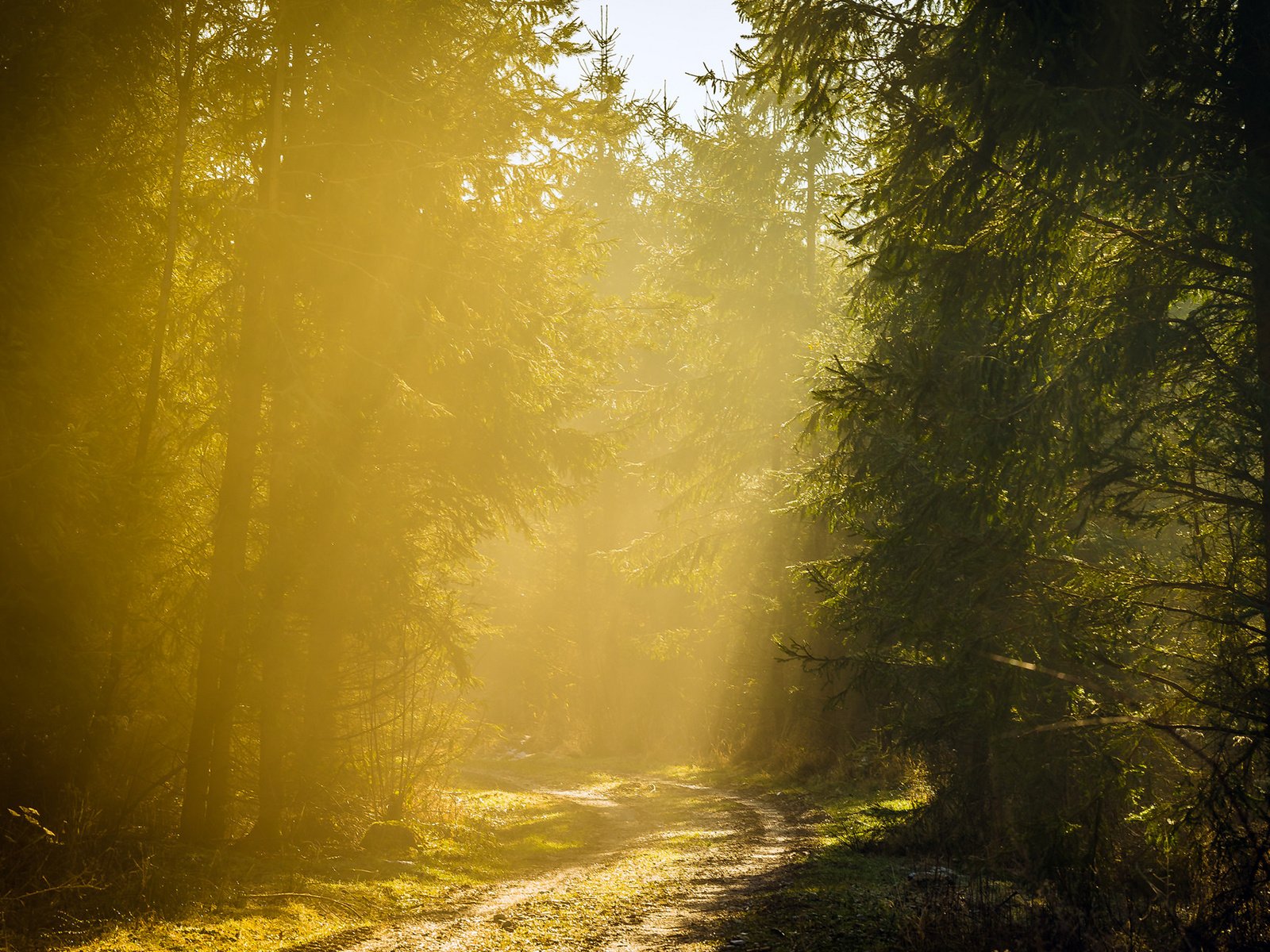 Обои дорога, деревья, лес, утро, туман, road, trees, forest, morning, fog разрешение 1920x1200 Загрузить