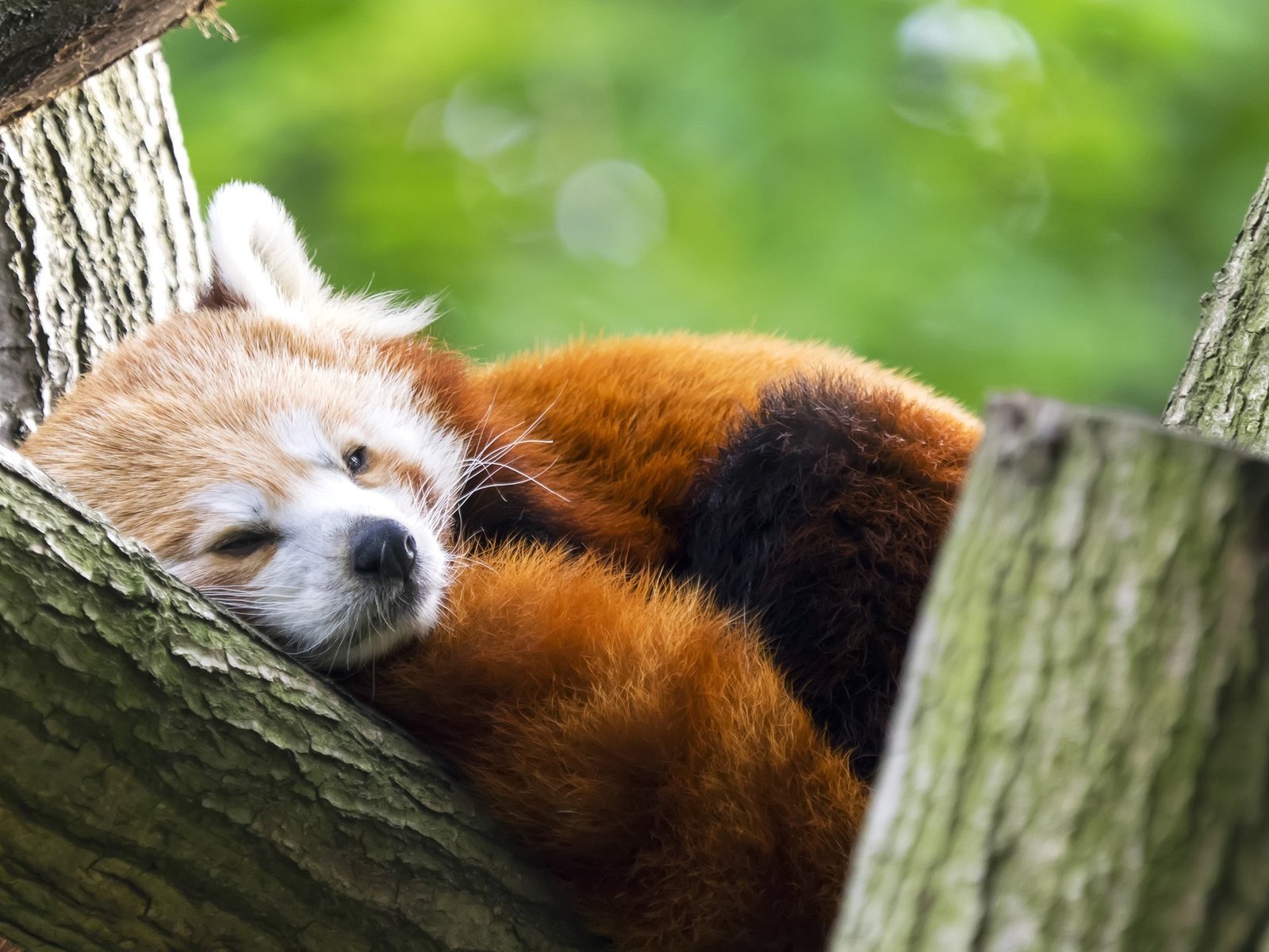 Обои панда, животное, красная панда, малая панда, panda, animal, red panda разрешение 2560x1600 Загрузить