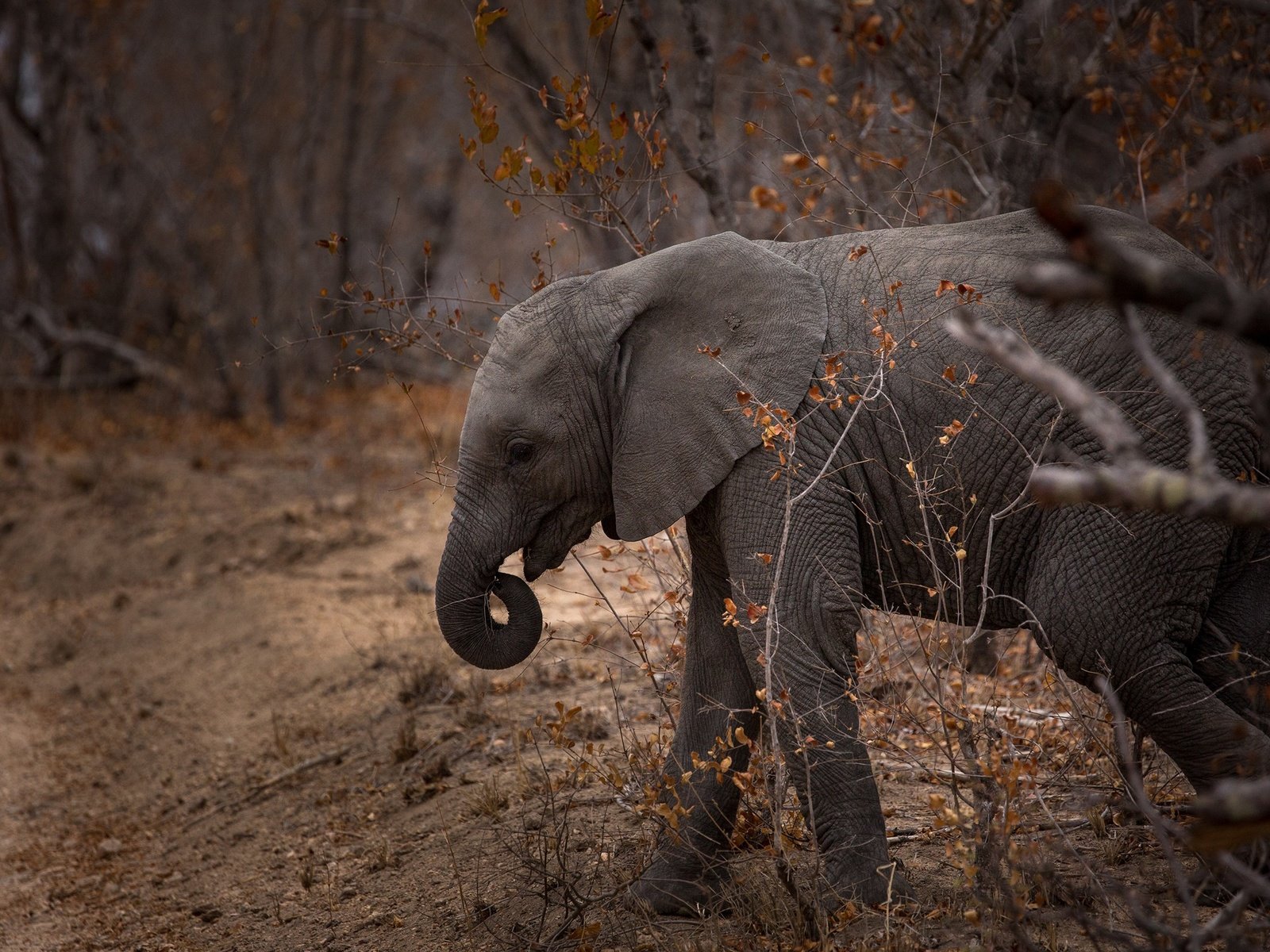 Обои природа, слон, хобот, слоненок, nature, elephant, trunk разрешение 2560x1600 Загрузить