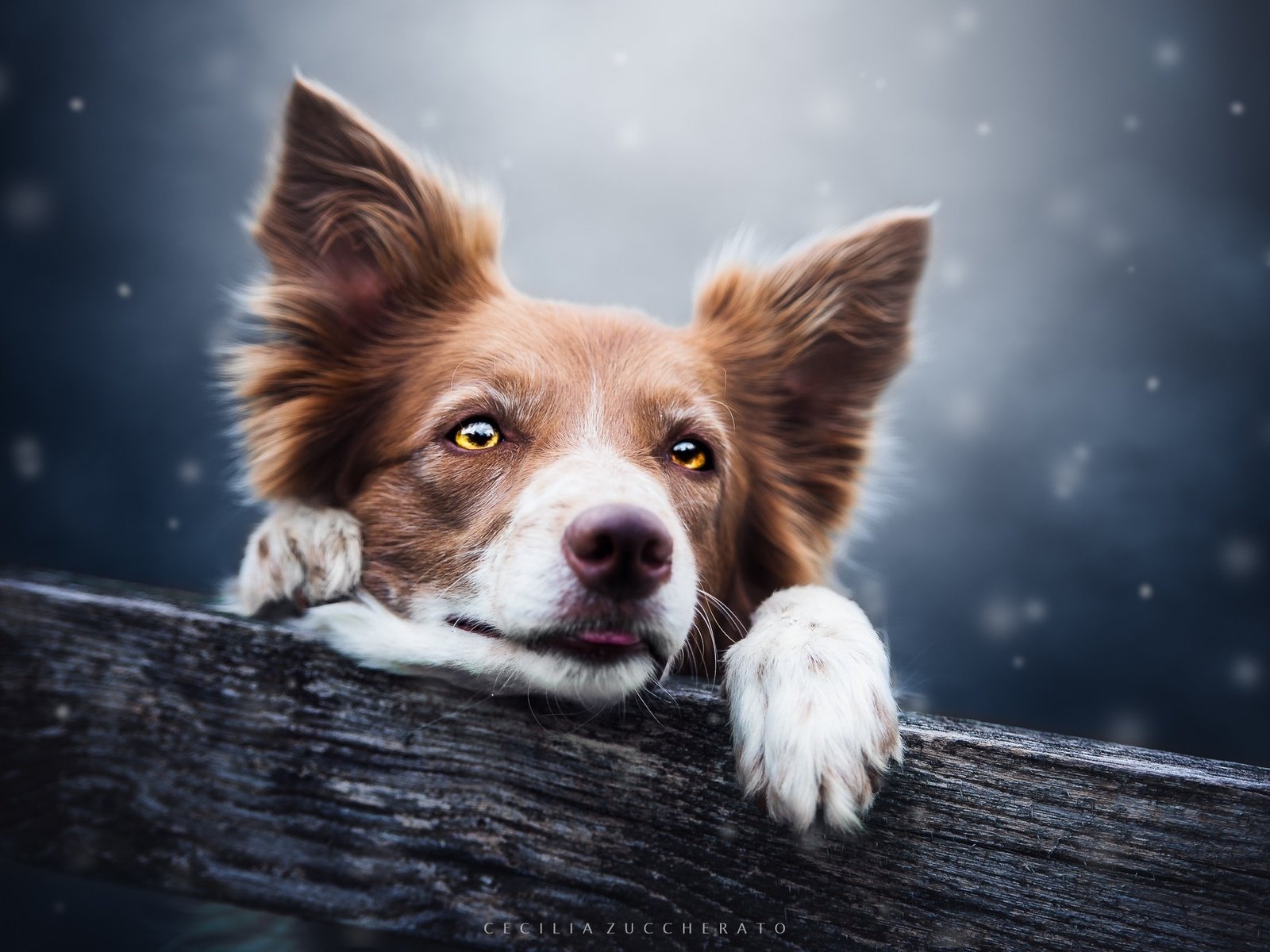 Обои глаза, снег, взгляд, собака, пес, бревно, бордер-колли, cecilia zuccherato, eyes, snow, look, dog, log, the border collie разрешение 2048x1367 Загрузить