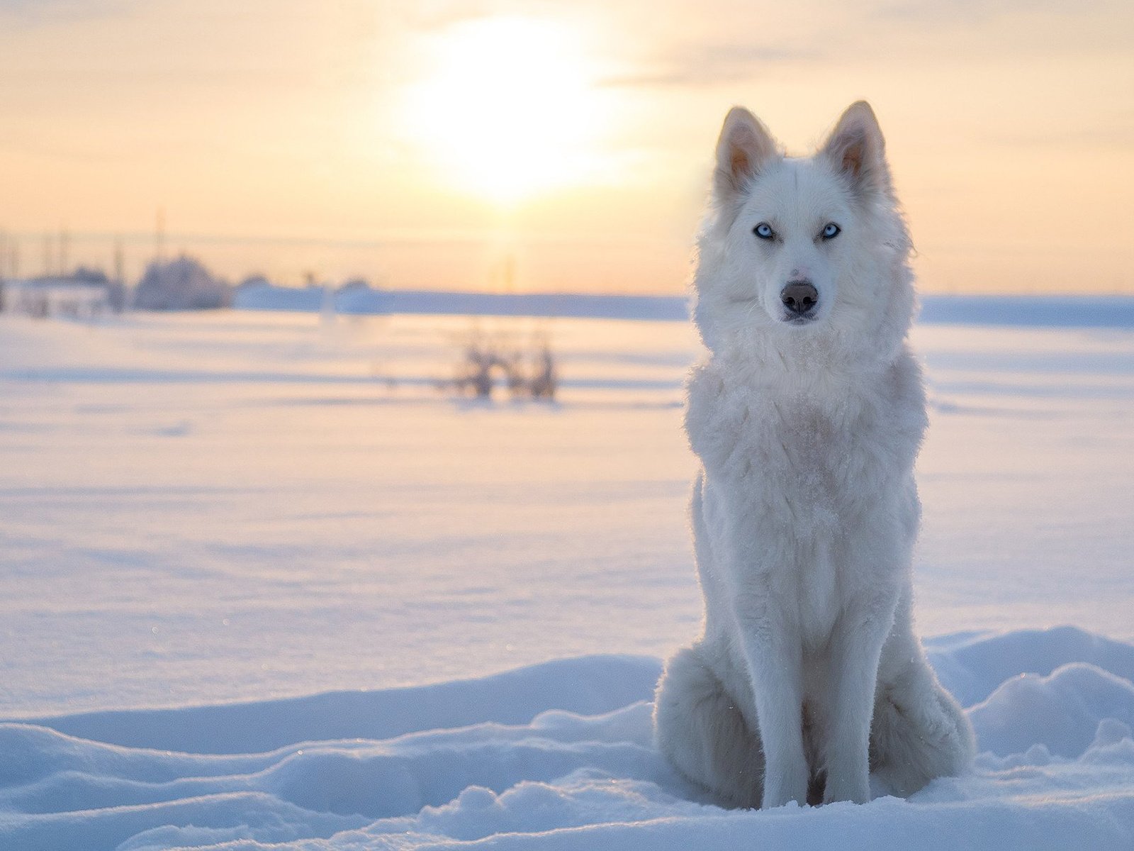 Обои снег, зима, собака, лайка, snow, winter, dog, laika разрешение 1920x1200 Загрузить