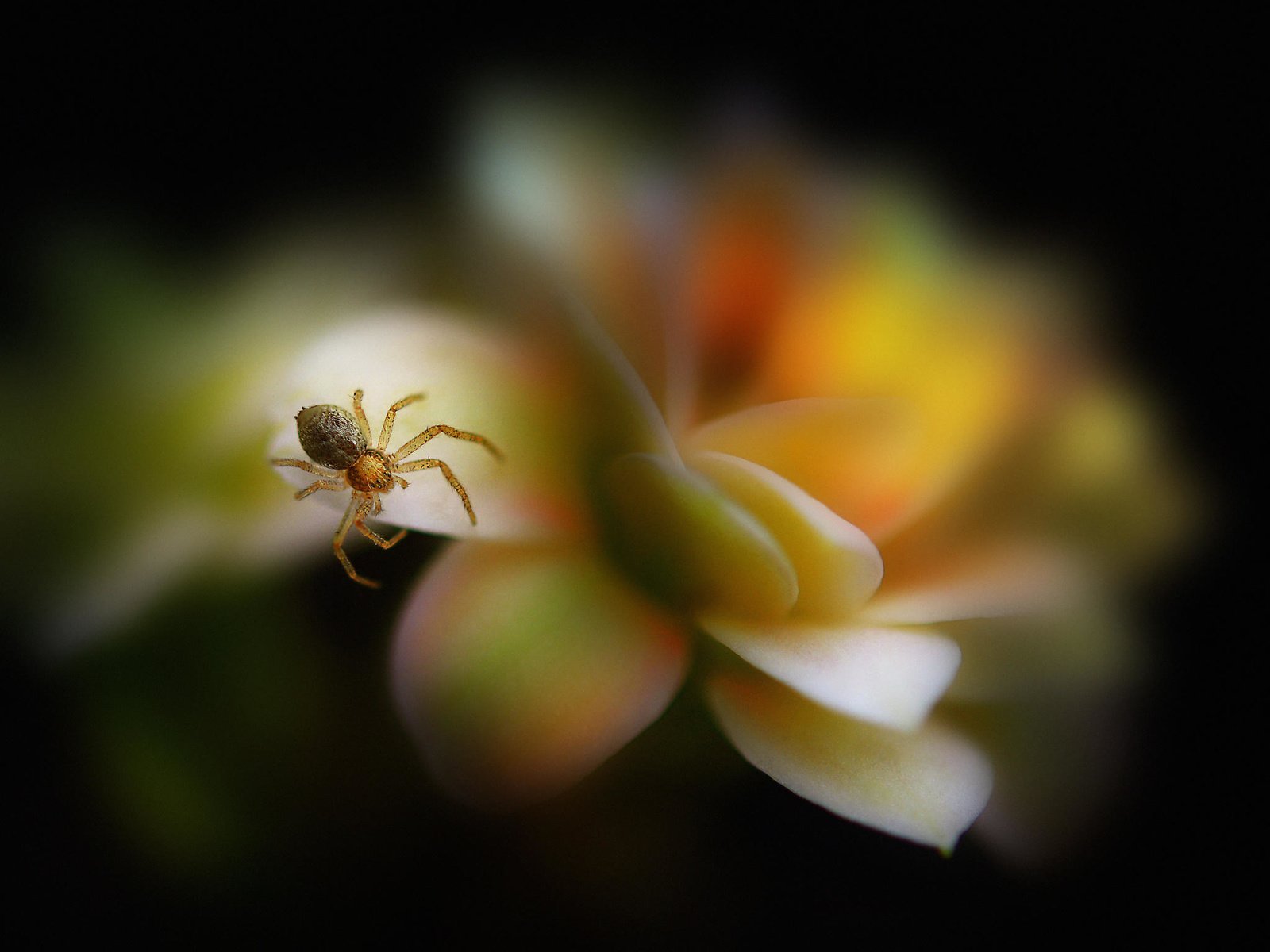 Обои макро, насекомое, цветок, лепестки, размытость, паук, паучок, antonio amati, macro, insect, flower, petals, blur, spider разрешение 2048x1556 Загрузить