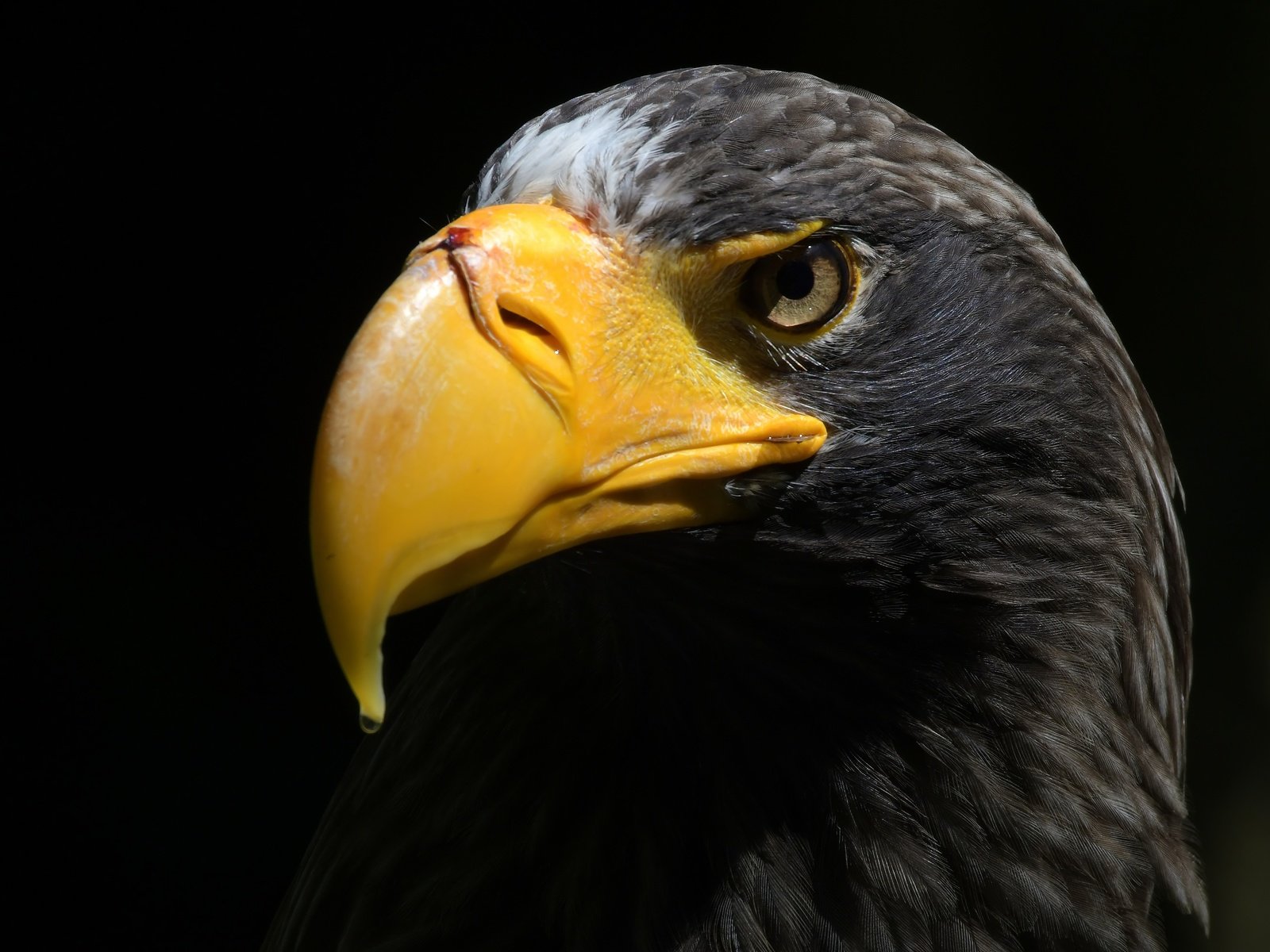 Обои орел, птица, клюв, черный фон, перья, орлан, прел, eagle, bird, beak, black background, feathers, orlan, prel разрешение 5212x3281 Загрузить