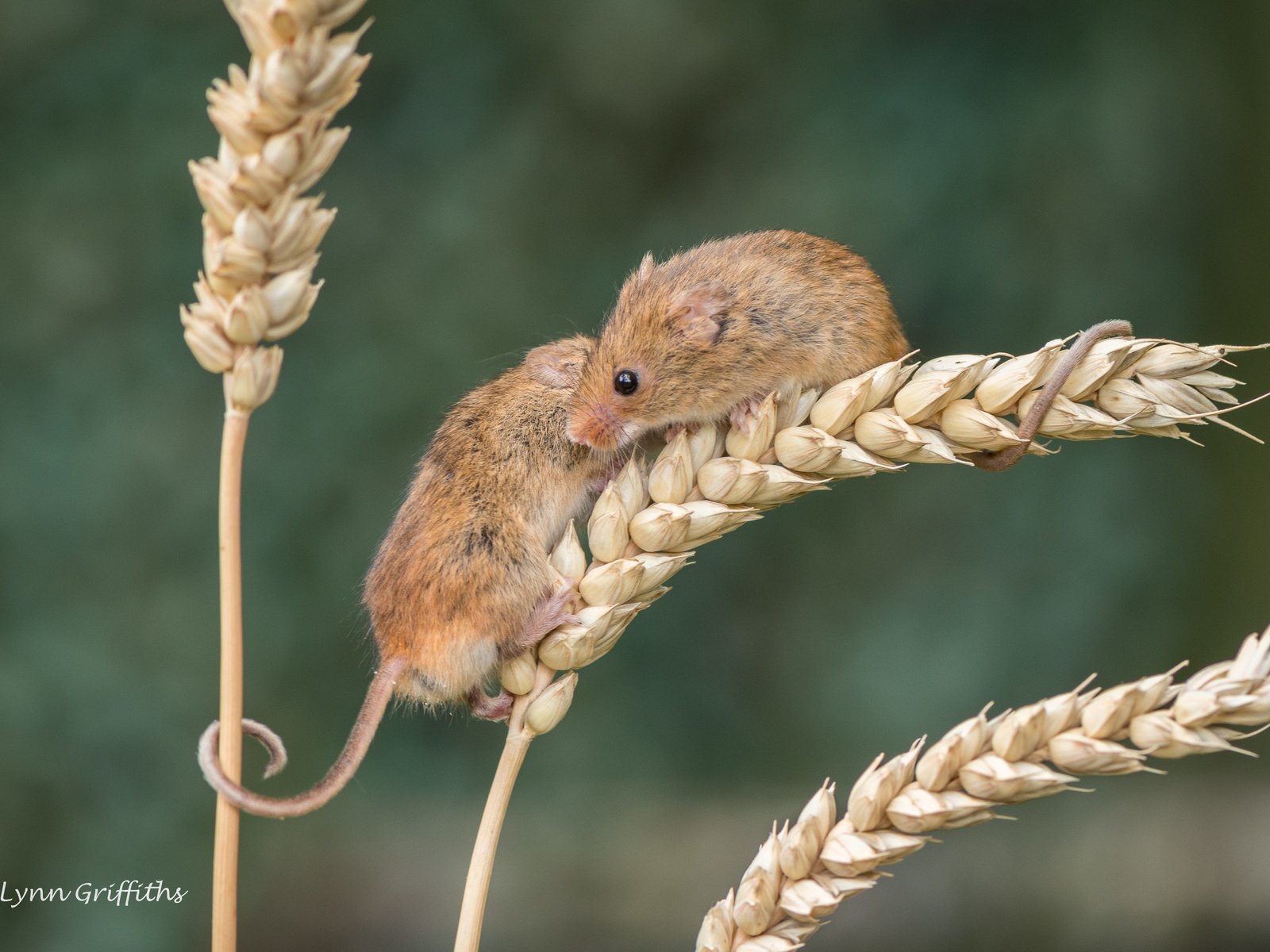 Обои природа, колосья, пшеница, мыши, мышки, мышь-малютка, lynn griffiths, nature, ears, wheat, mouse, the mouse is tiny разрешение 4278x2852 Загрузить