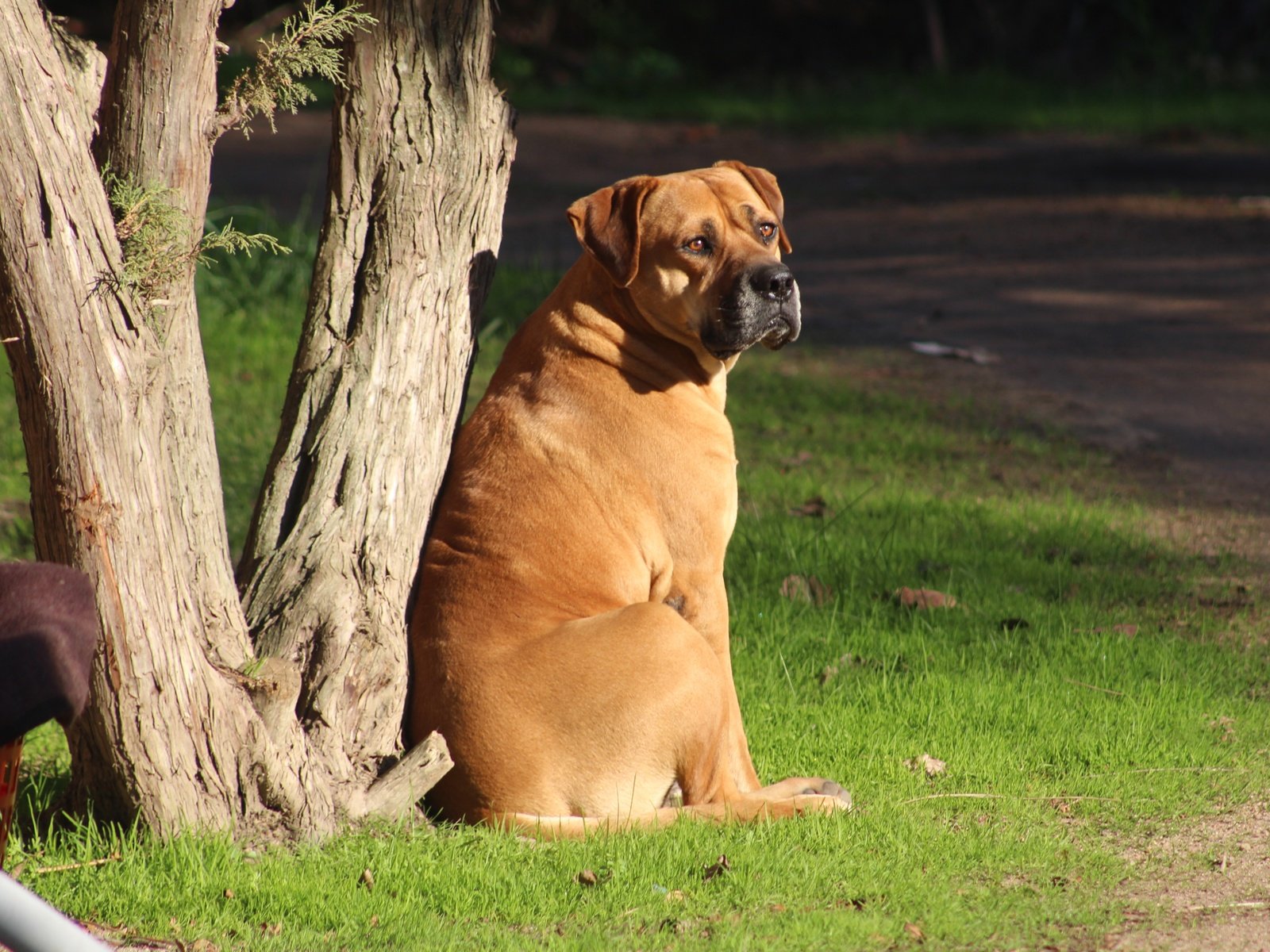 Обои морда, трава, дерево, взгляд, собака, бульмастиф, face, grass, tree, look, dog, bullmastiff разрешение 5184x3456 Загрузить