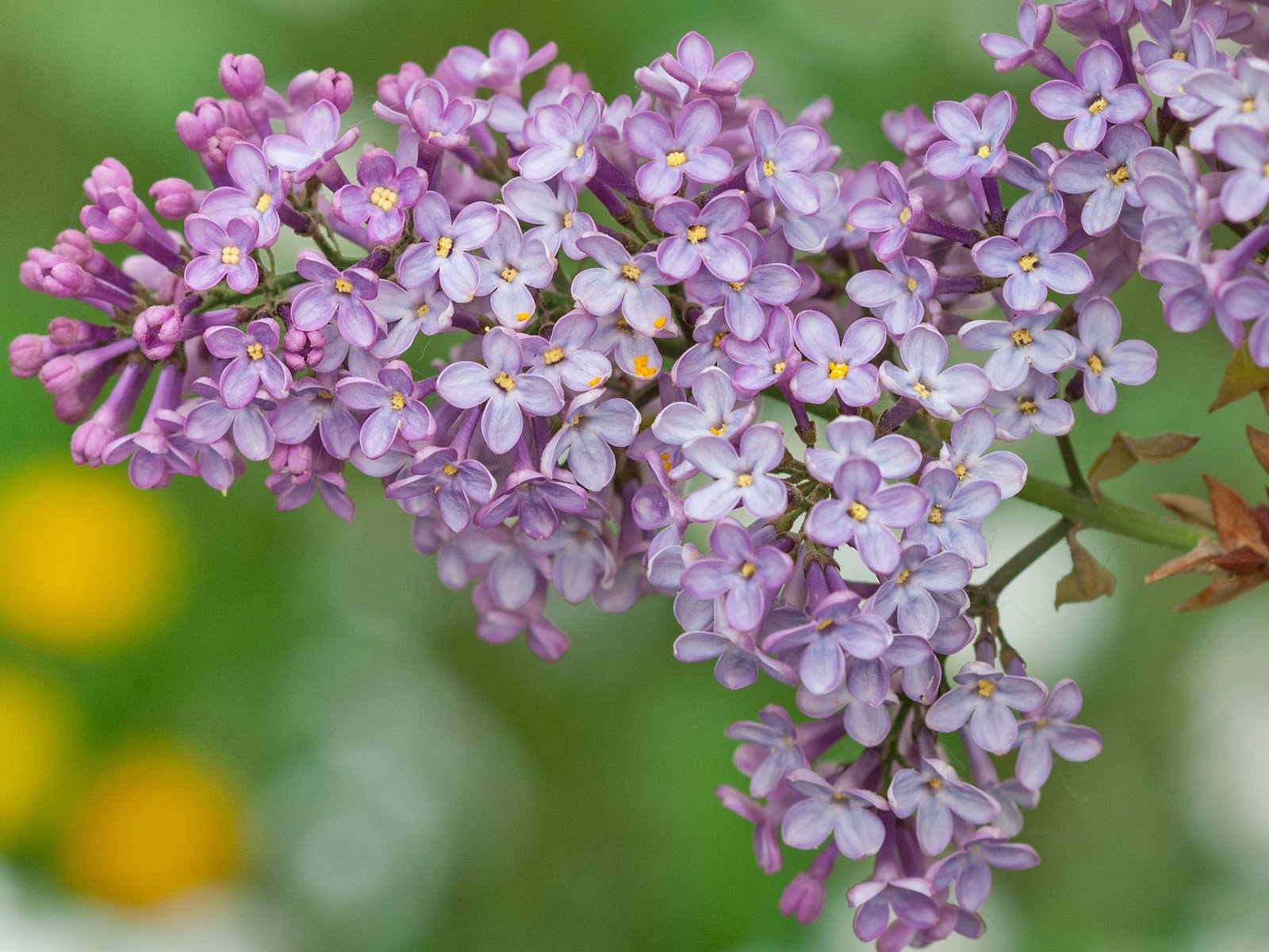 Обои цветы, весна, сирень, flowers, spring, lilac разрешение 1920x1200 Загрузить