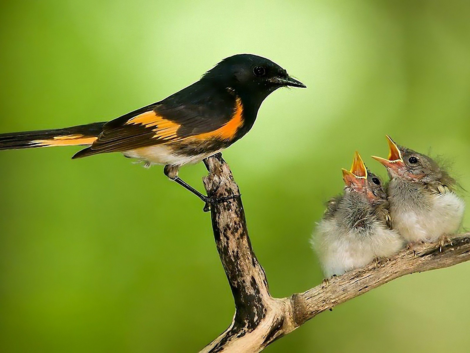 Обои ветка, природа, птицы, забота, птенцы, гнездо, горихвостка, branch, nature, birds, care, chicks, socket, redstart разрешение 1920x1200 Загрузить