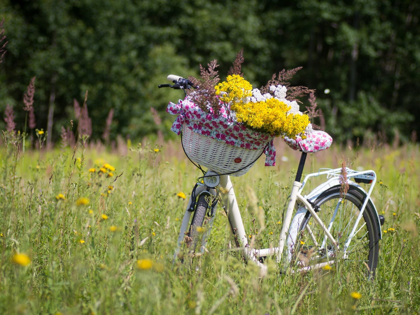 Обои цветы, растения, луг, корзина, полевые цветы, велосипед, flowers, plants, meadow, basket, wildflowers, bike разрешение 5184x3456 Загрузить