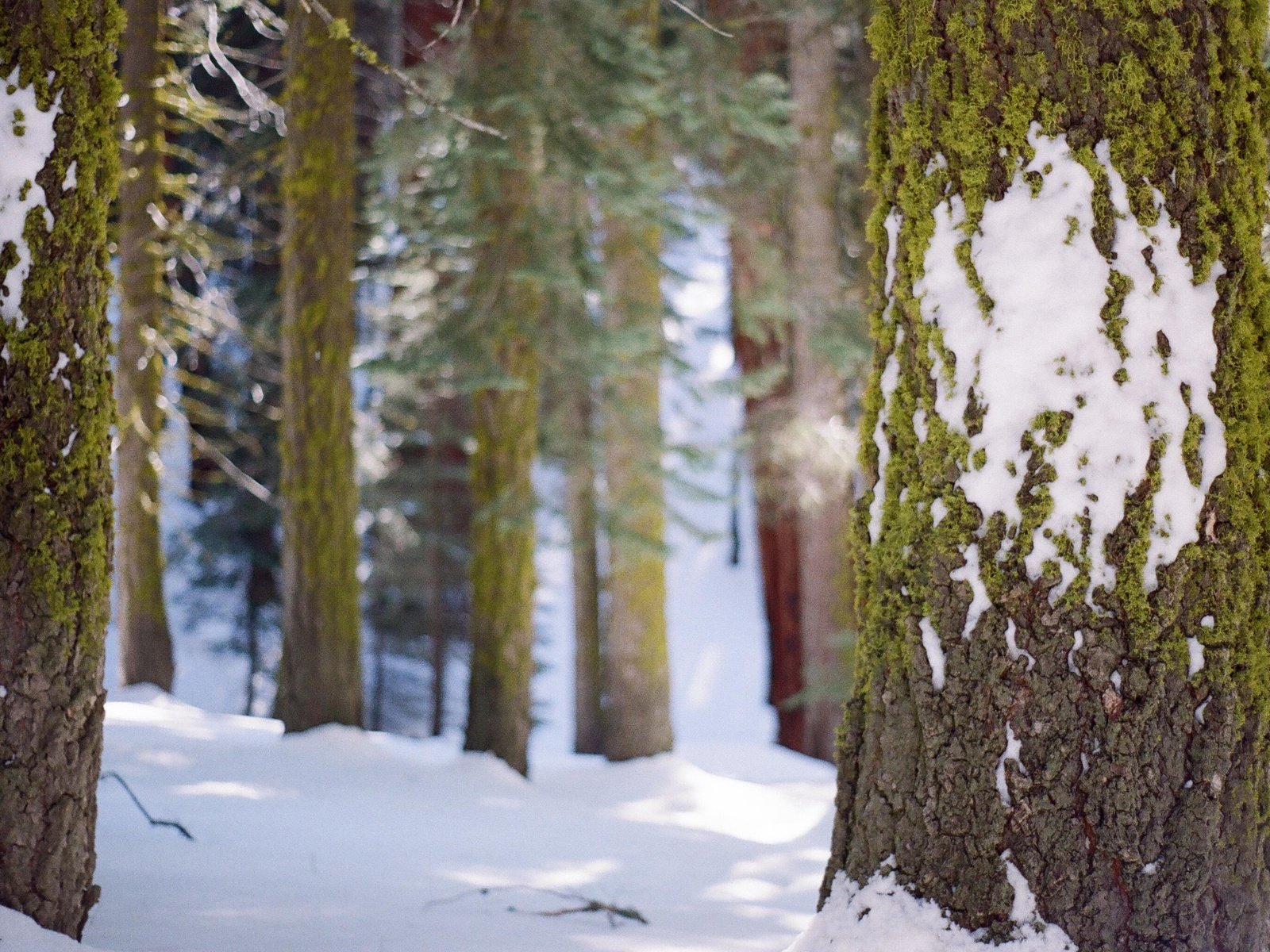 Обои деревья, снег, лес, зима, стволы, мох, кора, trees, snow, forest, winter, trunks, moss, bark разрешение 3089x2048 Загрузить