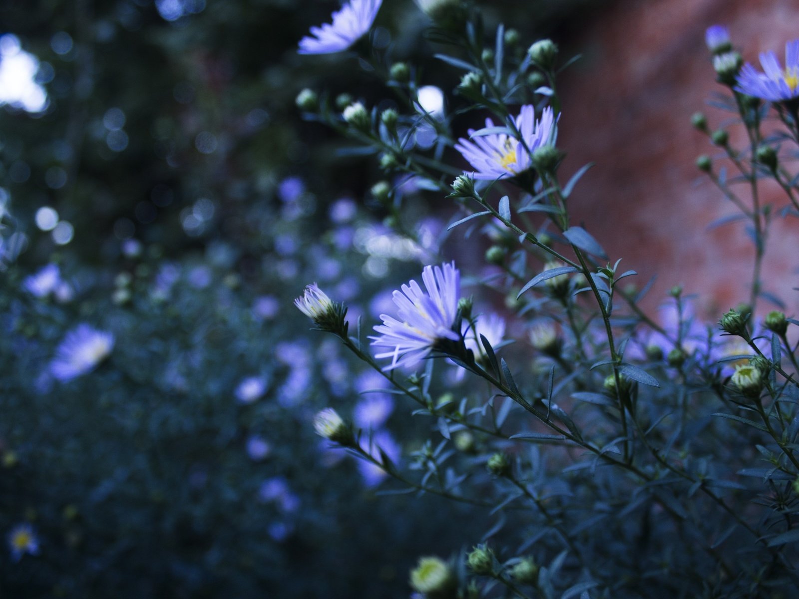 Обои цветы, природа, лепестки, стебли, голубые, астра татарская, flowers, nature, petals, stems, blue, astra tatar разрешение 4272x2848 Загрузить