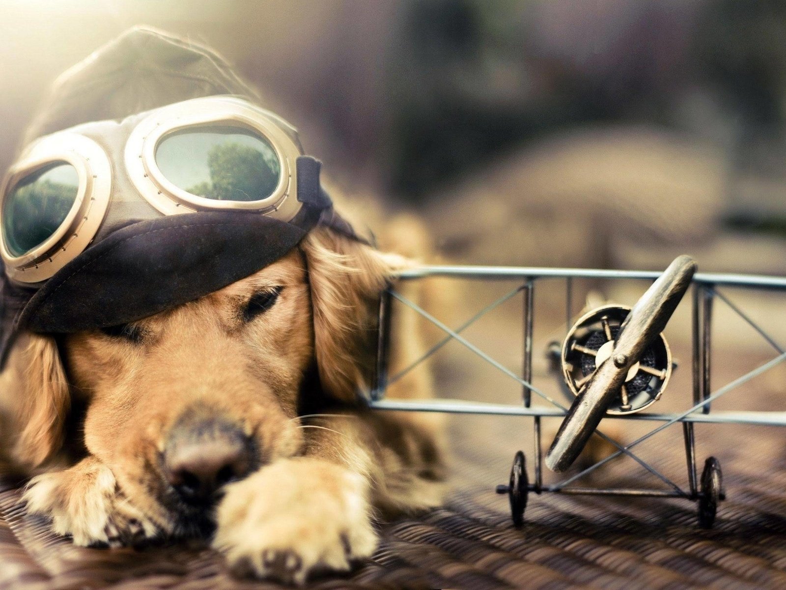 Обои самолет, лётчик, очки, собака, голден ретривер, шлемофон, the plane, pilot, glasses, dog, golden retriever, headset разрешение 2560x1600 Загрузить