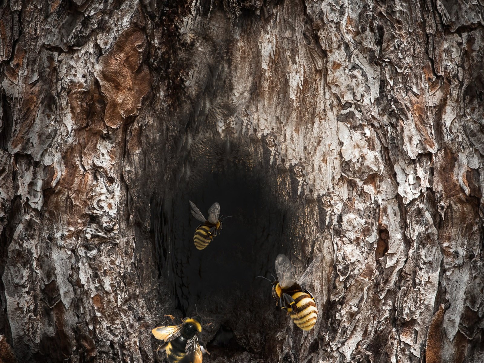 Обои дерево, насекомое, пчела, шершень, дупло, улей, tree, insect, bee, hornet, the hollow, beehive разрешение 3750x3000 Загрузить