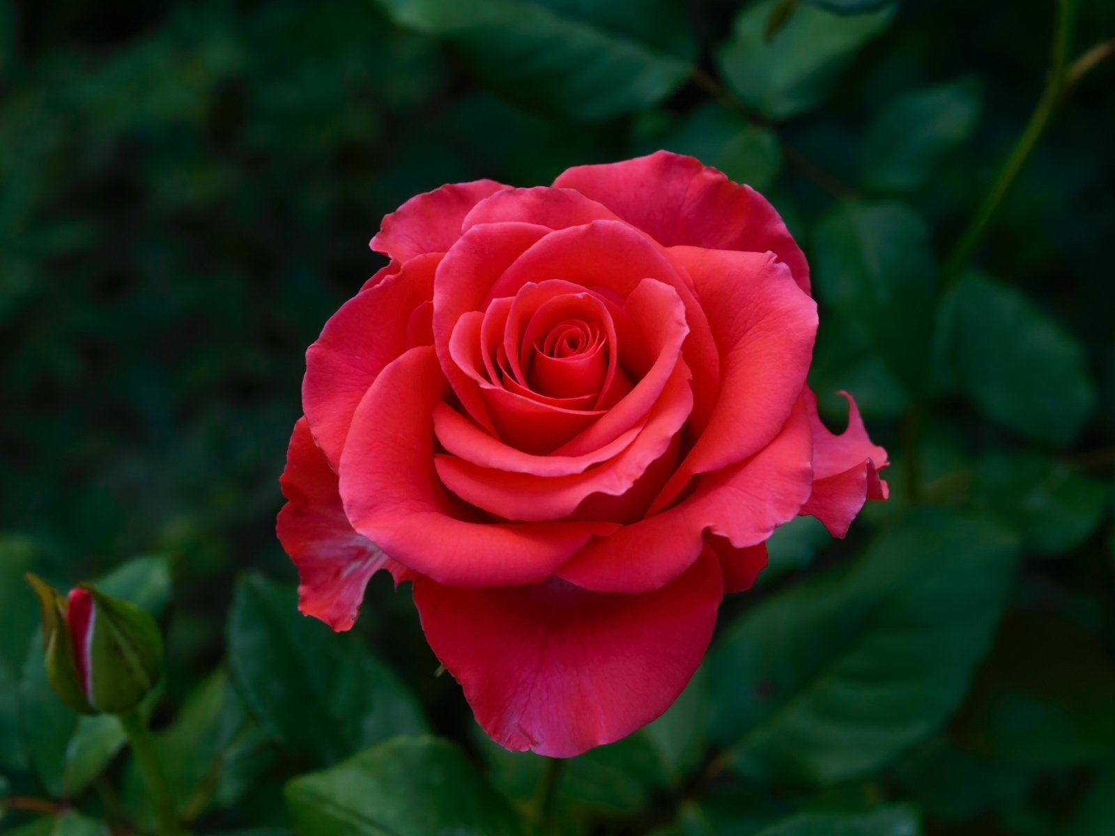 Обои листья, цветок, роза, красная, темный фон, розовая, leaves, flower, rose, red, the dark background, pink разрешение 6016x4000 Загрузить