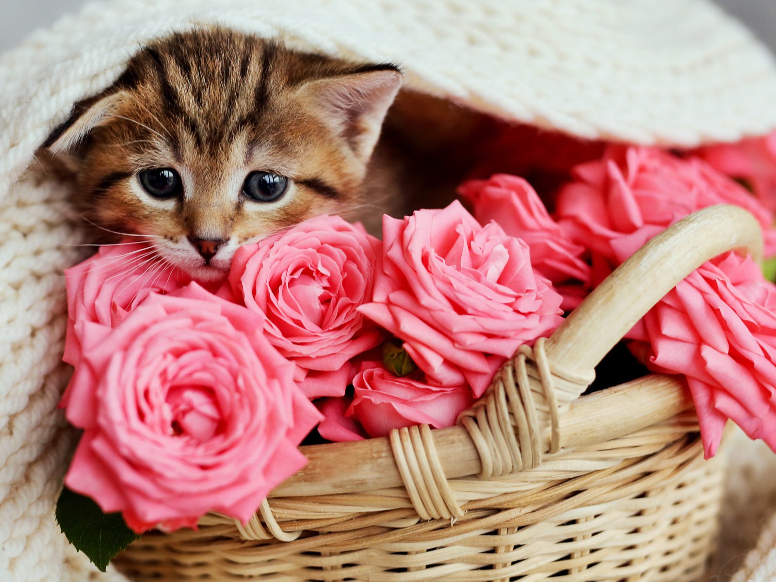 Обои цветы, кот, розы, кошка, котенок, розовые, малыш, корзинка, flowers, cat, roses, kitty, pink, baby, basket разрешение 5760x3821 Загрузить