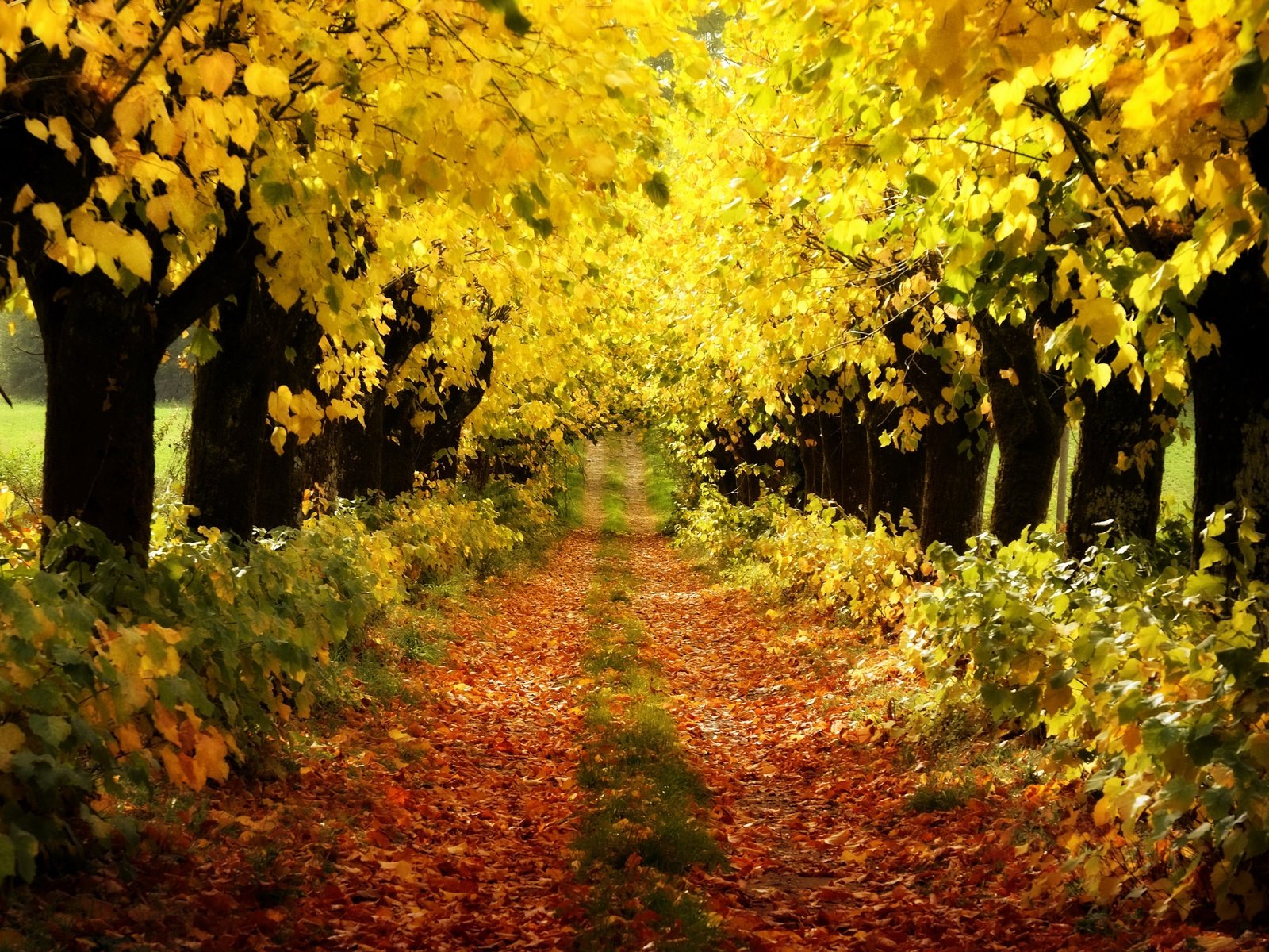 Обои деревья, осень, trees, autumn разрешение 3840x2160 Загрузить