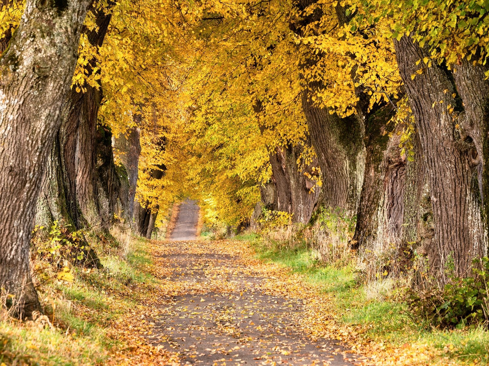 Обои дорога, деревья, осень, road, trees, autumn разрешение 3840x2160 Загрузить