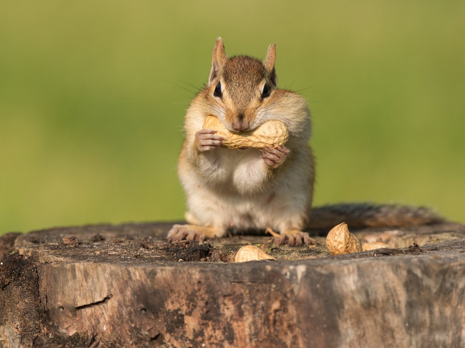 Обои орехи, пень, бурундук, трапеза, nuts, stump, chipmunk, meal разрешение 3072x2349 Загрузить