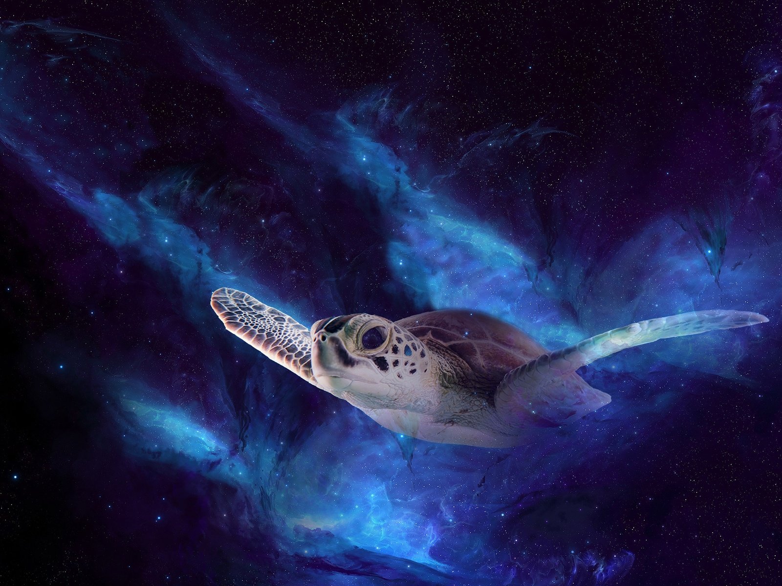 Обои ночь, космос, полет, черепаха, рендеринг, морская черепаха, night, space, flight, turtle, rendering, sea turtle разрешение 2880x1800 Загрузить