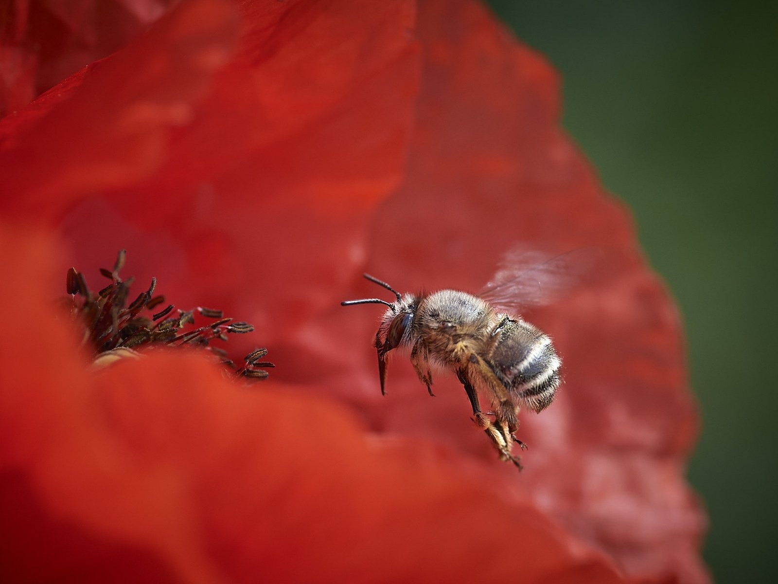 Обои природа, цветок, пчела, nature, flower, bee разрешение 2048x1366 Загрузить