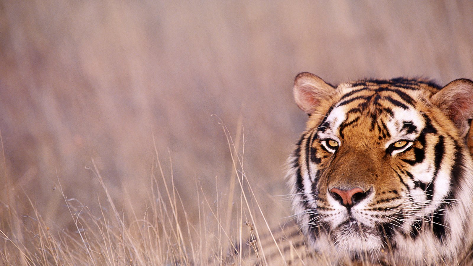 Обои тигр, африка, саванна, 17, tiger, africa, savannah разрешение 1920x1200 Загрузить
