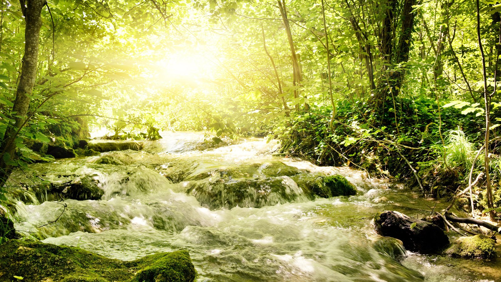 Обои зелень, речка, бурная, солнечный свет, greens, river, rapid, sunlight разрешение 2560x1600 Загрузить