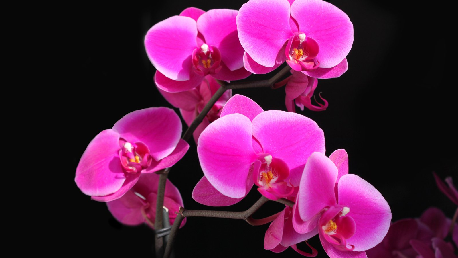 Обои красота, орхидея, фаленопсис, малиновая, beauty, orchid, phalaenopsis, raspberry разрешение 4752x3168 Загрузить