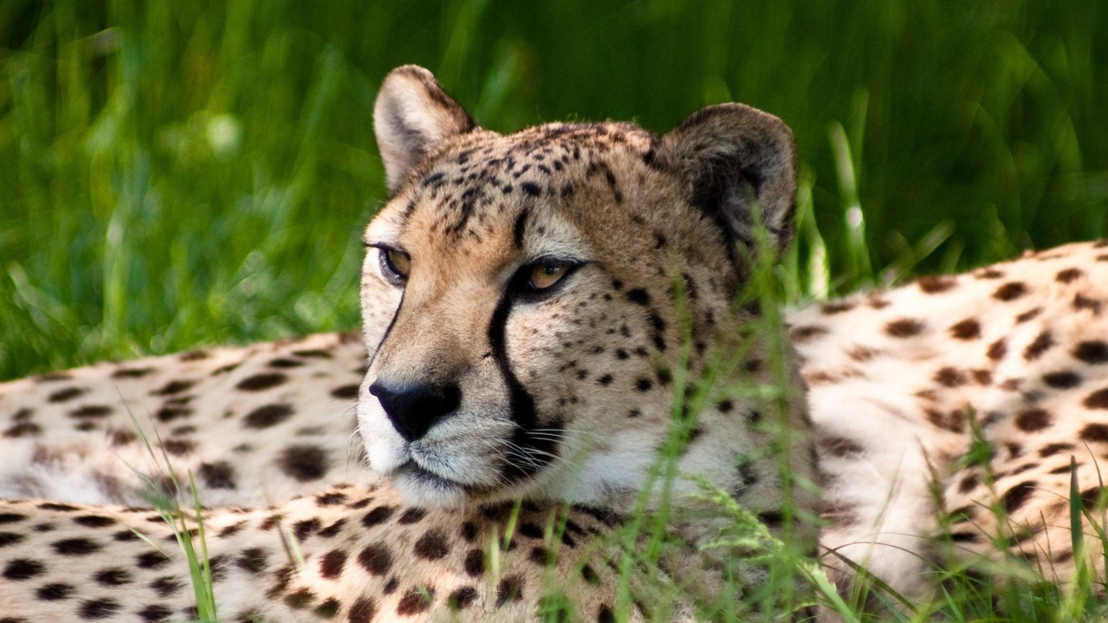 Обои природа, обои, взгляд, леопард, гепард, nature, wallpaper, look, leopard, cheetah разрешение 3200x1200 Загрузить