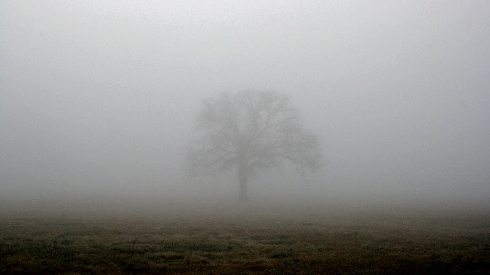 Обои дерево, туман, поле, tree, fog, field разрешение 1944x1296 Загрузить