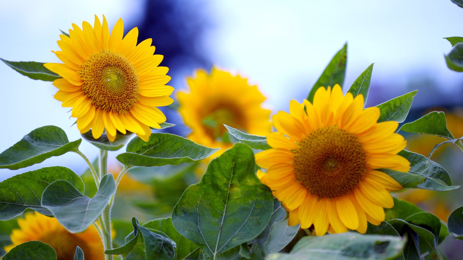 Обои цветы, подсолнечник, солнечные, flowers, sunflower, solar разрешение 1920x1200 Загрузить