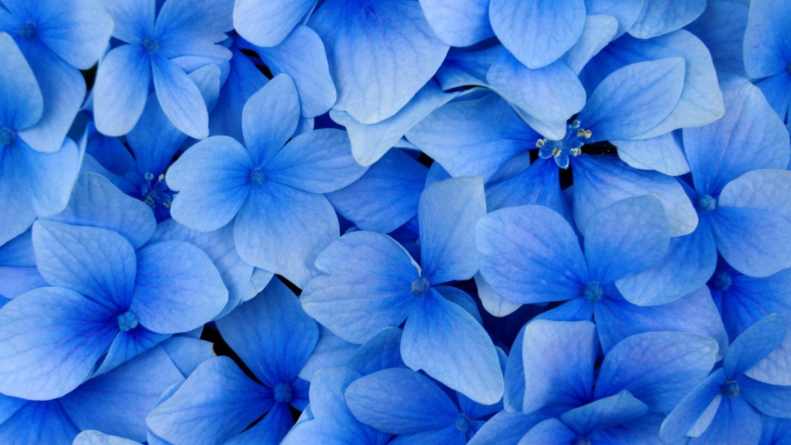 Обои цветы, лепестки, голубая, flowers, petals, blue разрешение 2560x1600 Загрузить