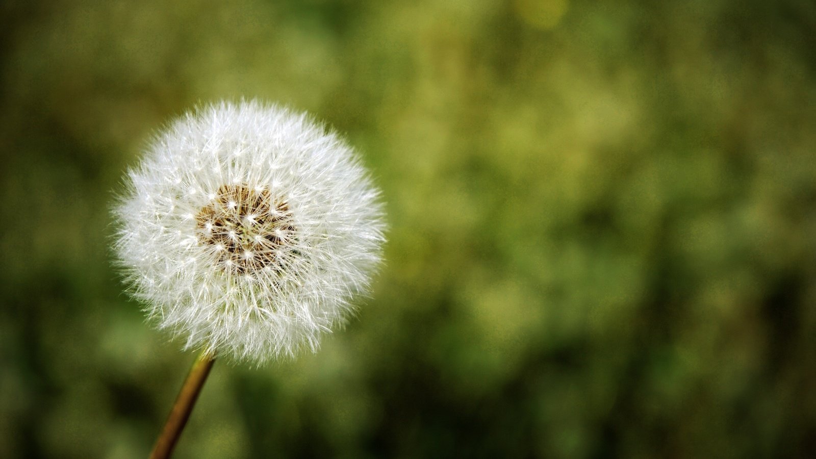 Обои природа, цветок, одуванчик, nature, flower, dandelion разрешение 1920x1200 Загрузить