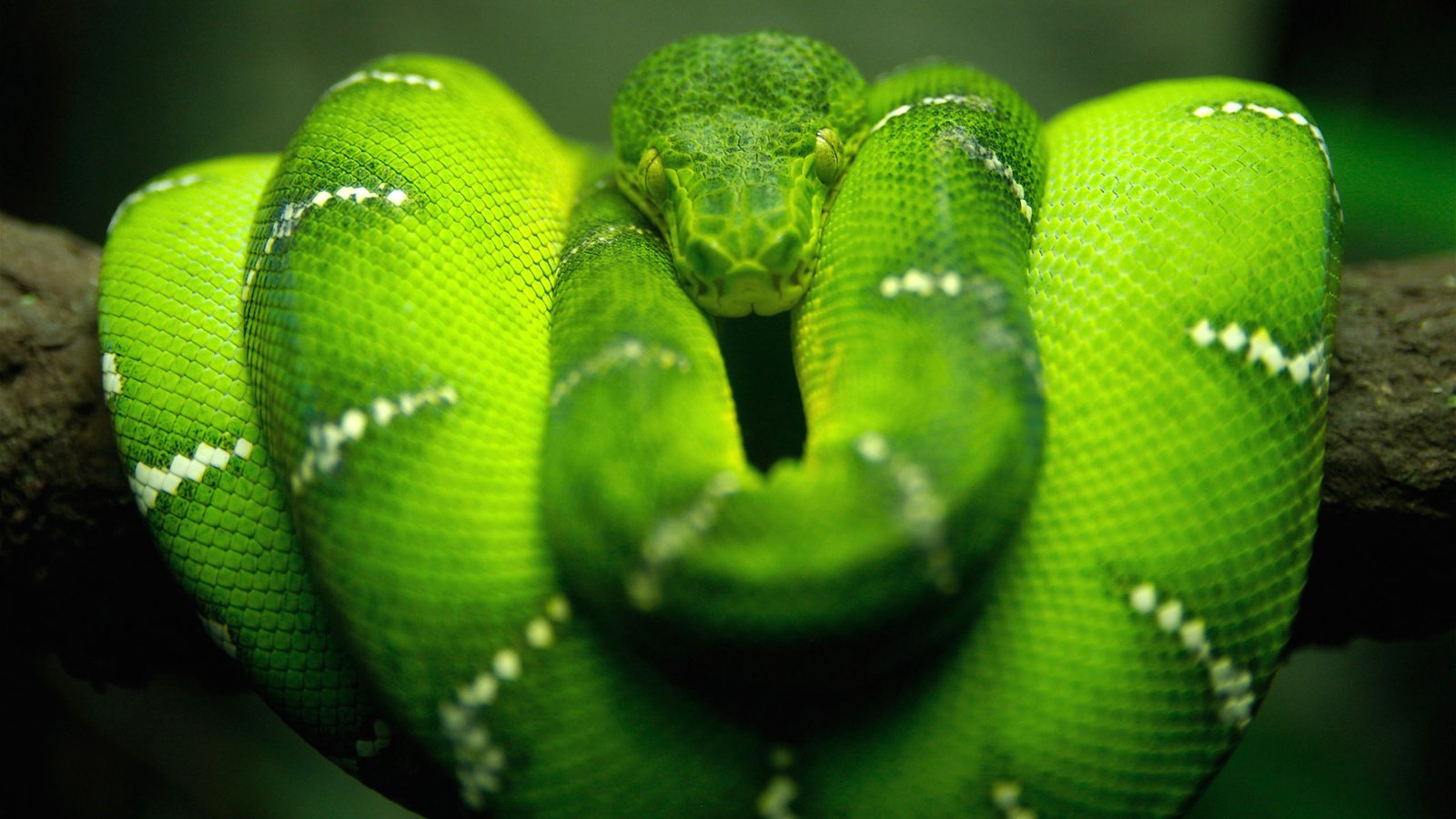 Обои природа, зелёный, макро, змея, nature, green, macro, snake разрешение 2560x1600 Загрузить