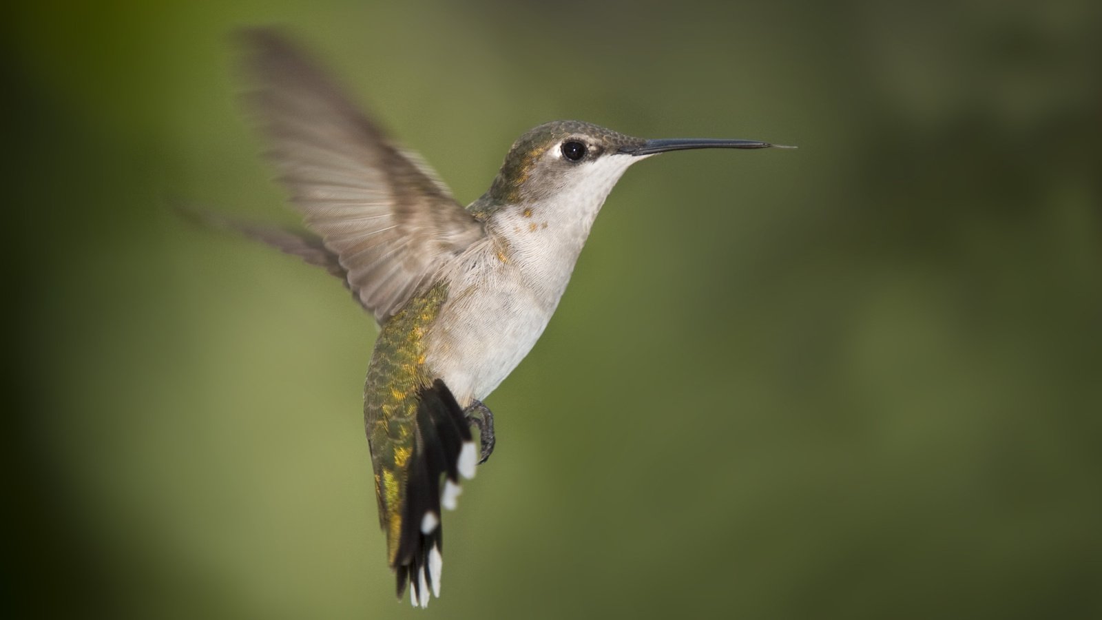 Обои крылья, клюв, колибри, wings, beak, hummingbird разрешение 3072x2048 Загрузить