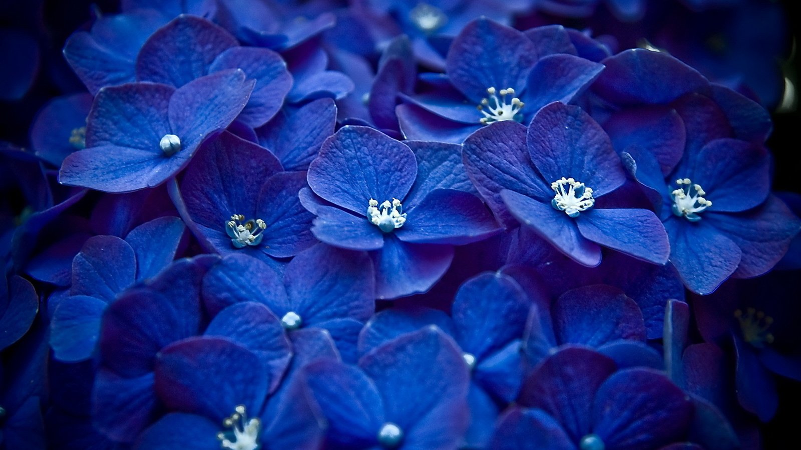 Обои цветы, синий, лепестки, бутон, соцветие, гортензия, flowers, blue, petals, bud, inflorescence, hydrangea разрешение 1920x1080 Загрузить