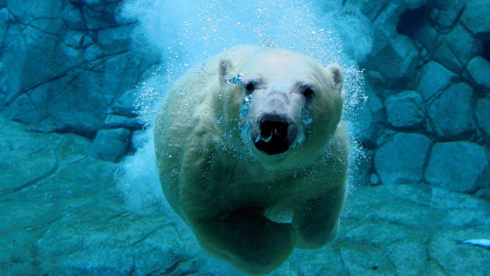 Обои вода, белый медведь, медведь под водой, water, polar bear, bear under water разрешение 1920x1440 Загрузить