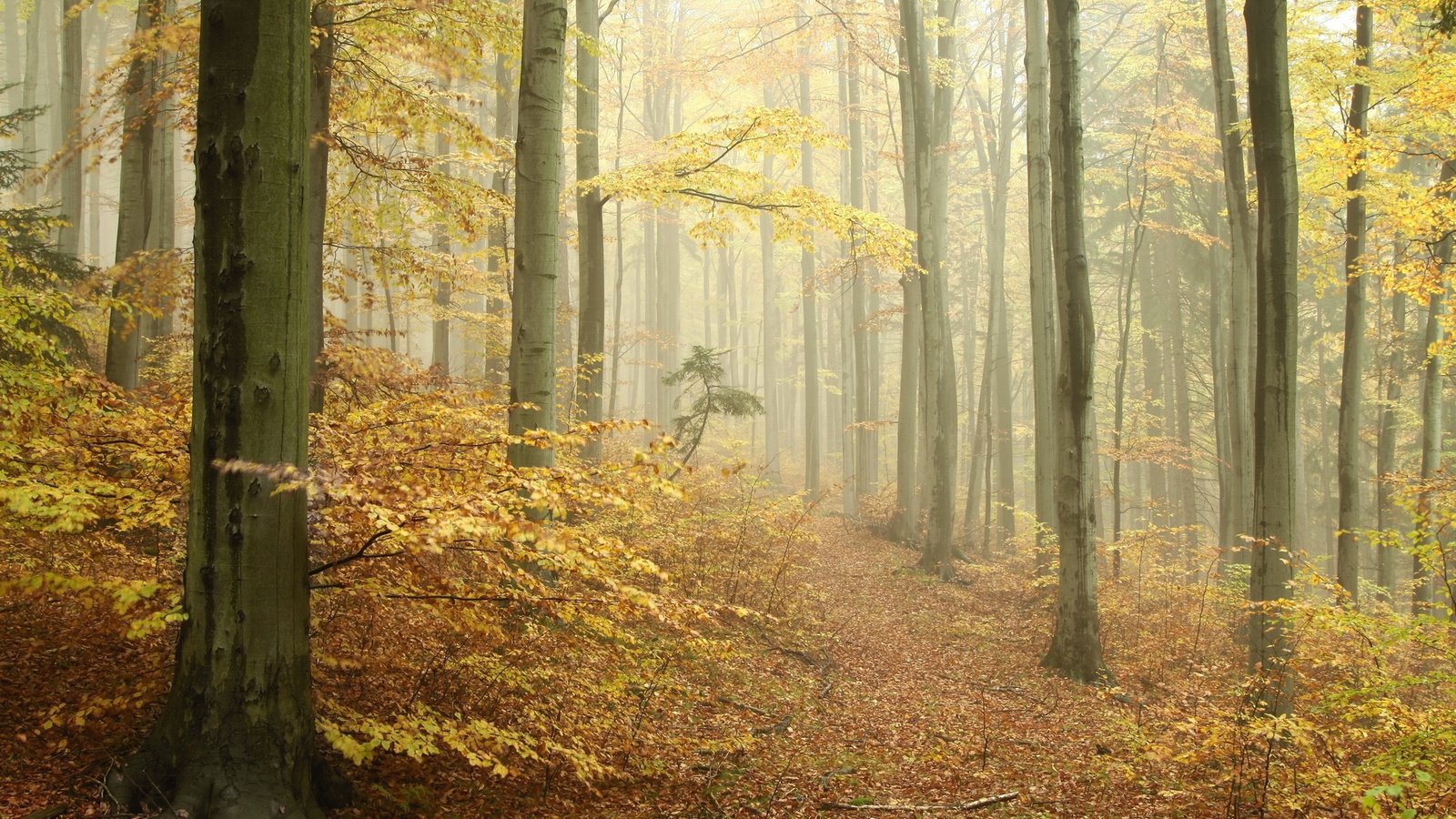 Обои лес, осень, тропа, forest, autumn, trail разрешение 1920x1080 Загрузить
