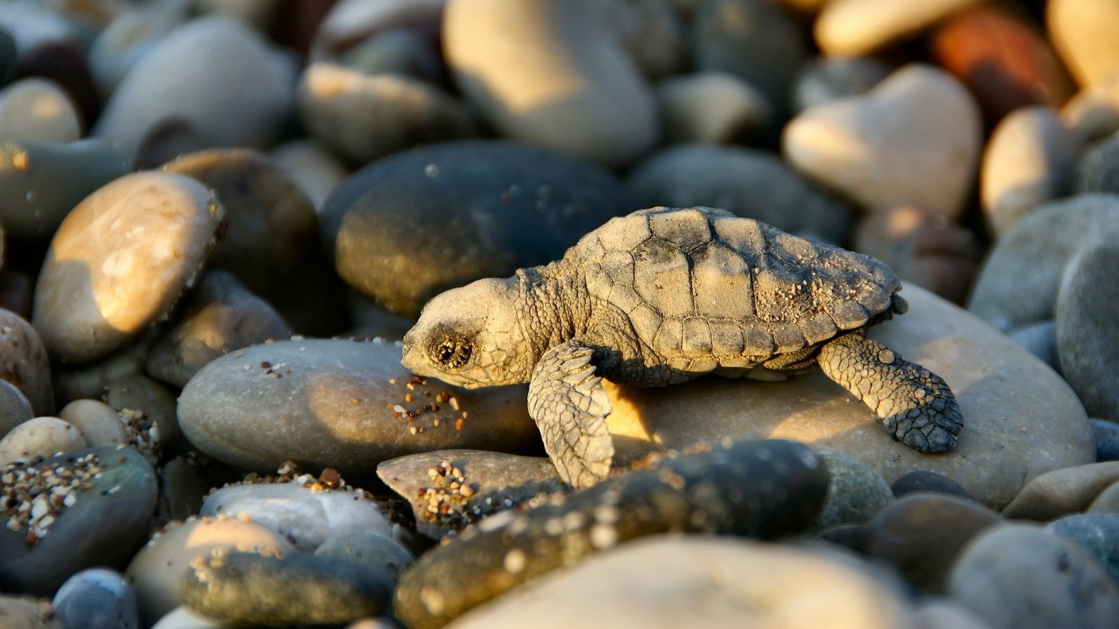 Обои свет, камни, черепаха, тень, малыш, черепашка, light, stones, turtle, shadow, baby, bug разрешение 1920x1080 Загрузить