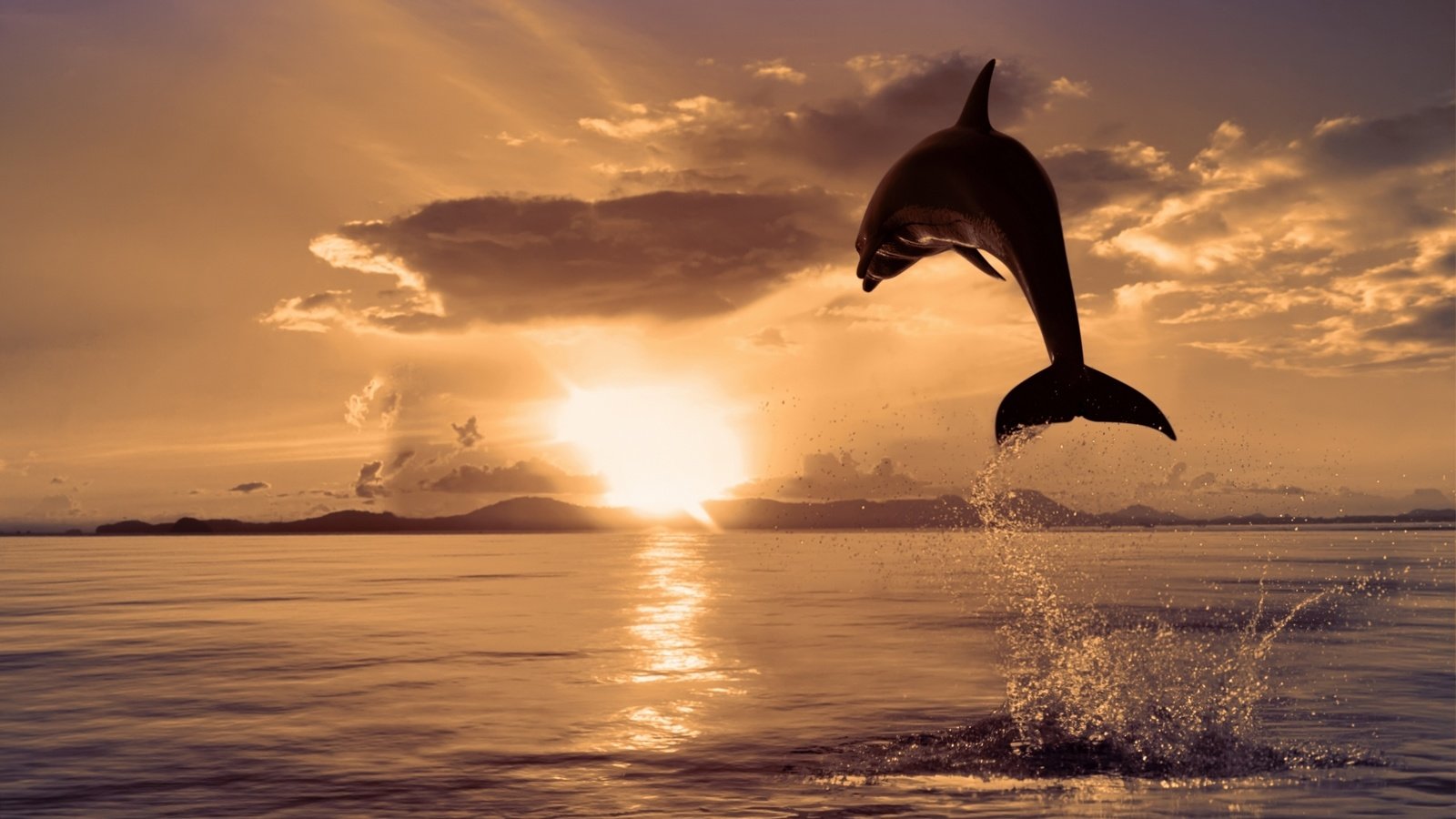 Обои природа, море, цвет, прыжок, дельфин, nature, sea, color, jump, dolphin разрешение 2560x1600 Загрузить