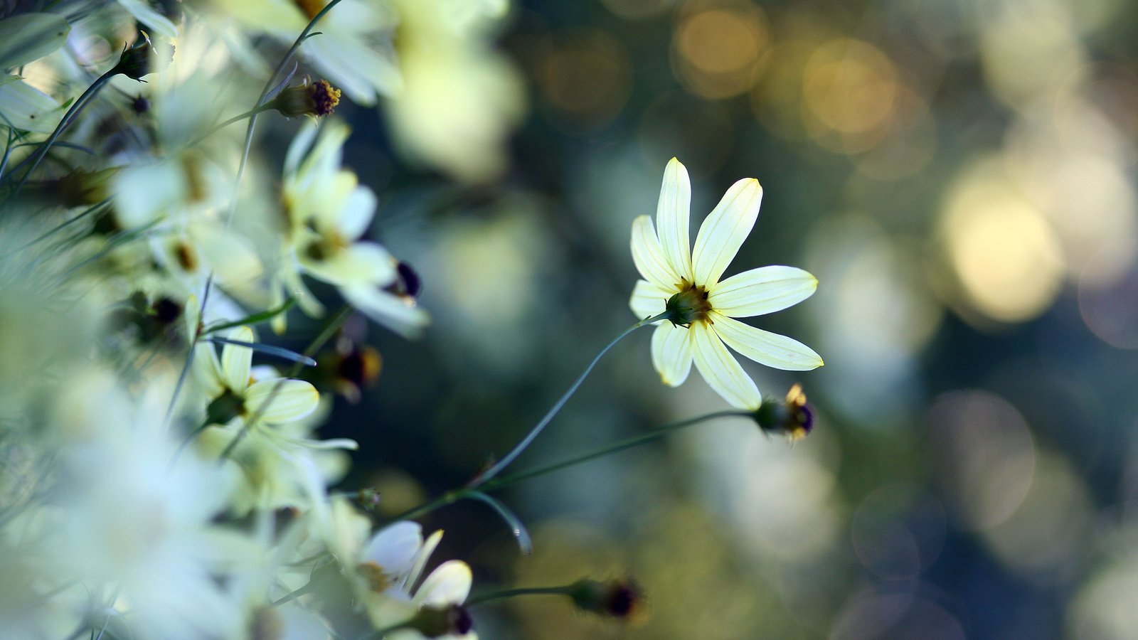 Обои растения, макро, цветок, белый, блики, нежность, plants, macro, flower, white, glare, tenderness разрешение 3888x2592 Загрузить
