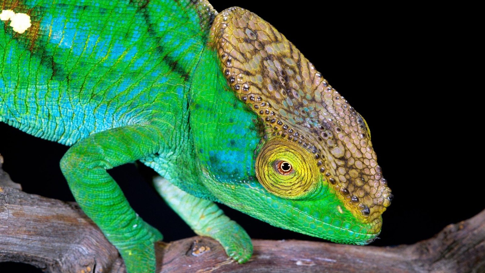 Обои ящерица, хамелеон, рептилия, пресмыкающиеся, lizard, chameleon, reptile, reptiles разрешение 1920x1200 Загрузить