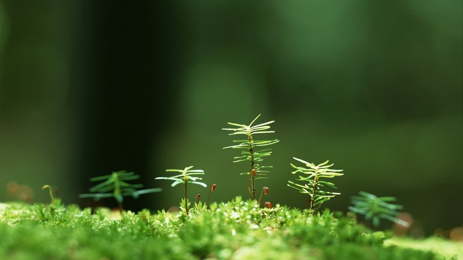 Обои трава, растения, макро, размытость, мох, росток, grass, plants, macro, blur, moss, rostock разрешение 1920x1200 Загрузить