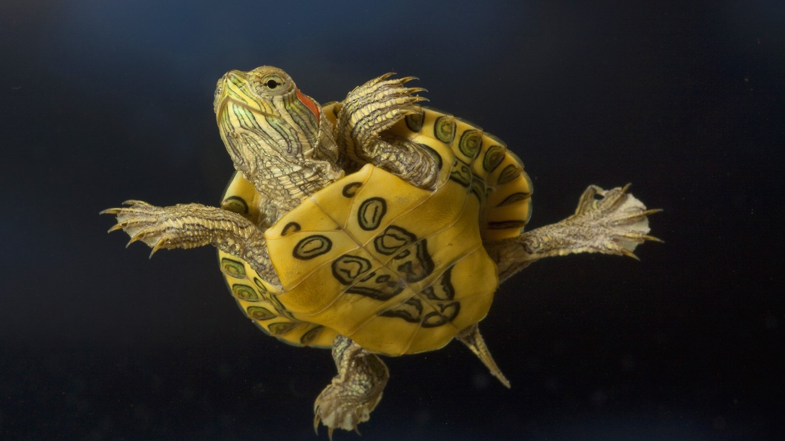 Обои макро, животные, черепаха, macro, animals, turtle разрешение 1920x1080 Загрузить