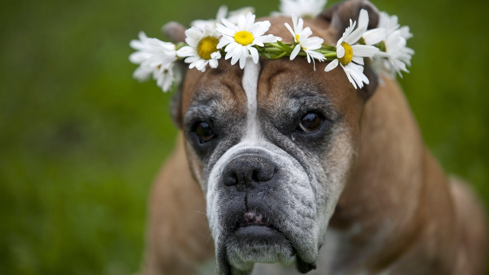 Обои цветы, взгляд, собака, друг, венок, собачка, боксер, flowers, look, dog, each, wreath, boxer разрешение 2560x1600 Загрузить