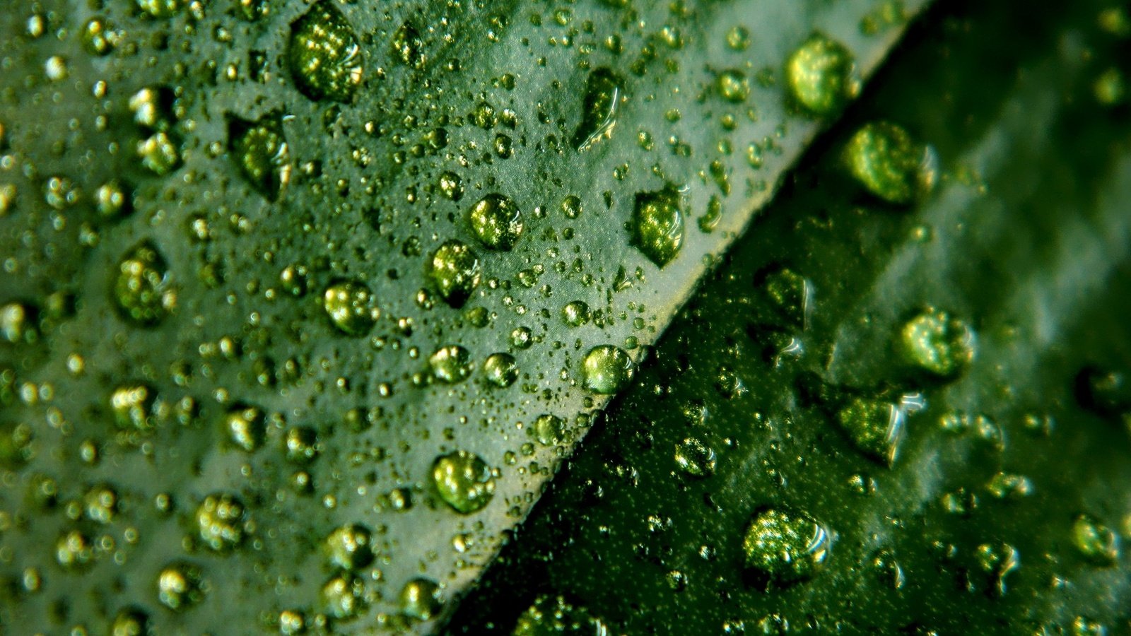 Обои зелёный, макро, капли, лист, green, macro, drops, sheet разрешение 1920x1080 Загрузить