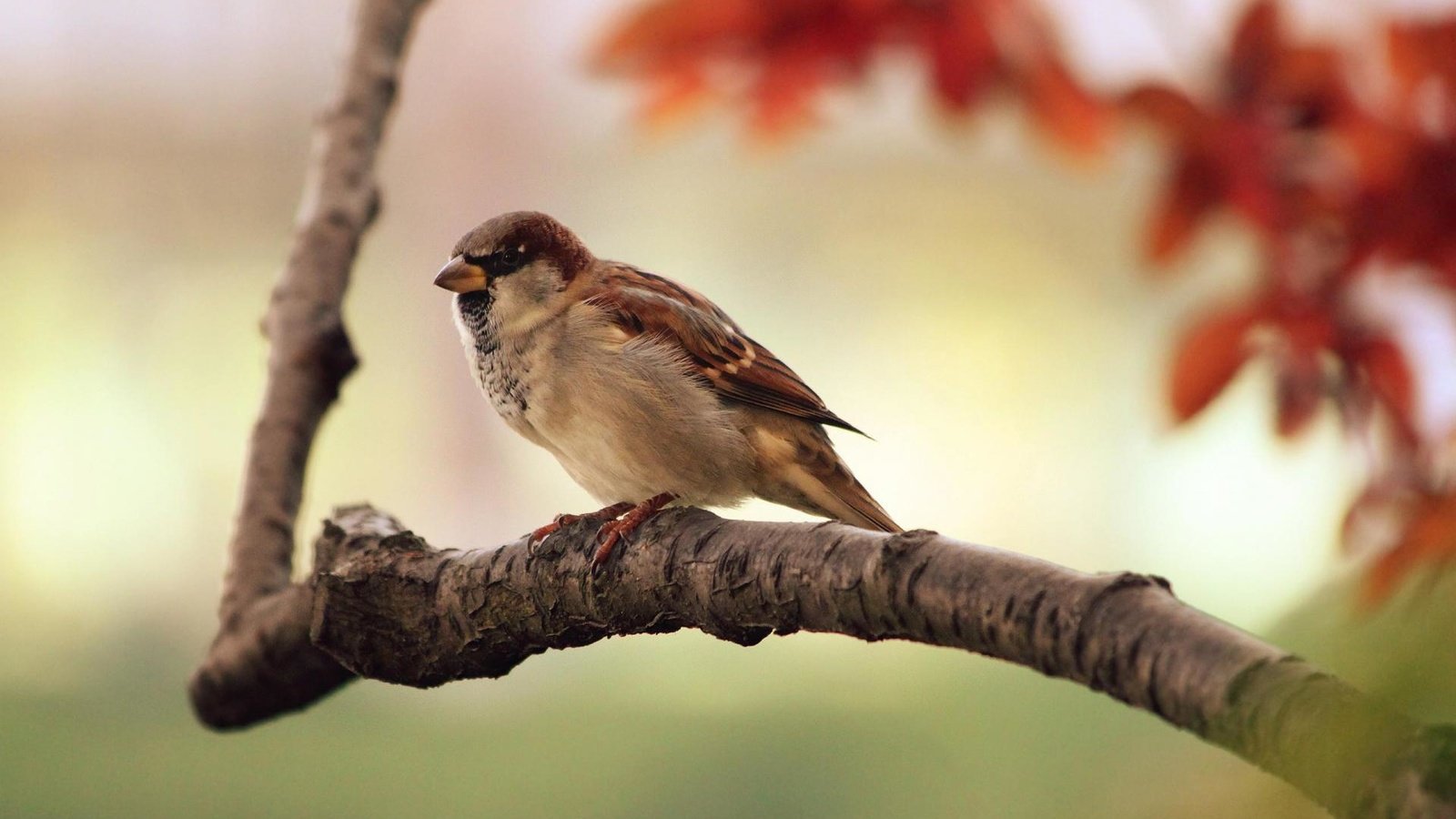 Обои ветка, осень, птица, клюв, воробей, перья, branch, autumn, bird, beak, sparrow, feathers разрешение 1920x1200 Загрузить