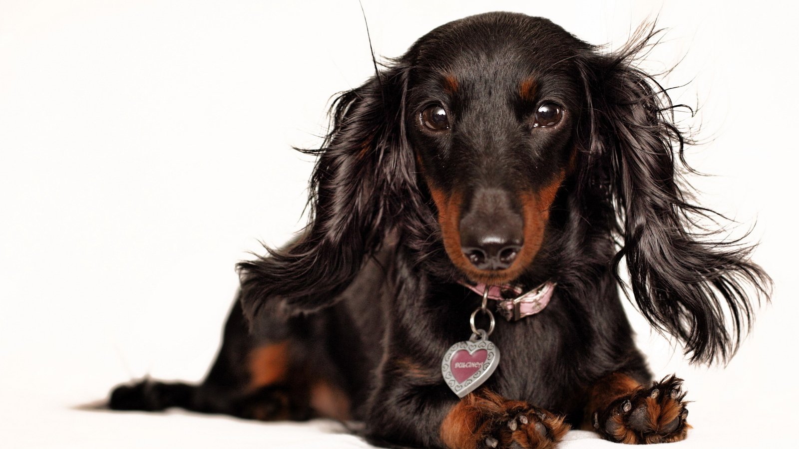 Обои взгляд, собака, белый фон, уши, ошейник, такса, look, dog, white background, ears, collar, dachshund разрешение 1920x1200 Загрузить