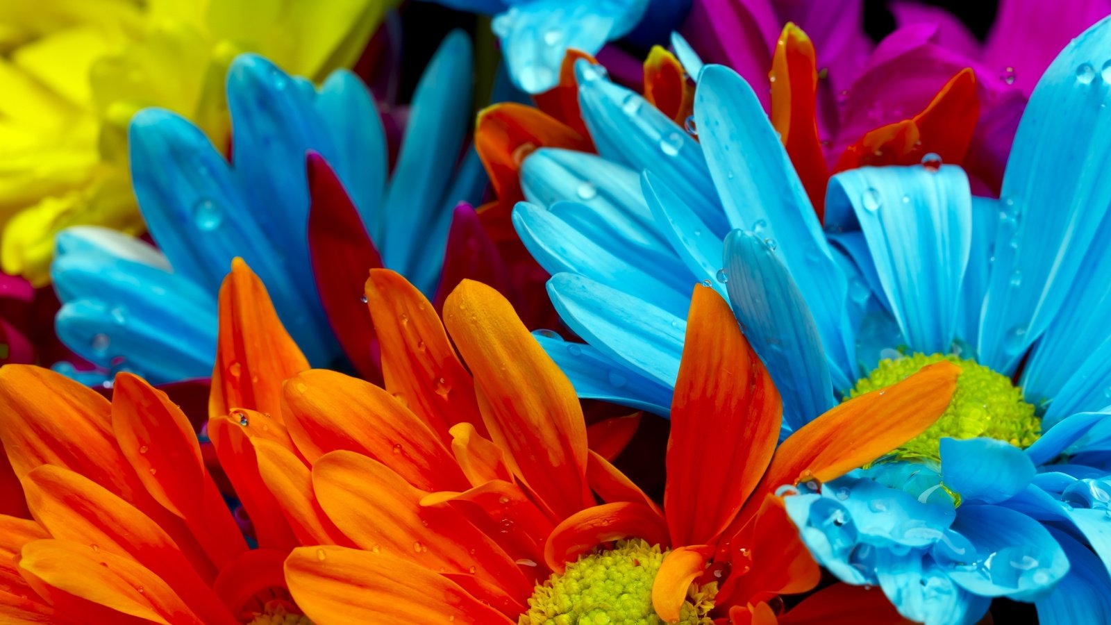 Обои цветы, желтые, макро, оранжевые, роса, капли, красные, красочные, голубые, яркие, flowers, yellow, macro, orange, rosa, drops, red, colorful, blue, bright разрешение 2560x1600 Загрузить