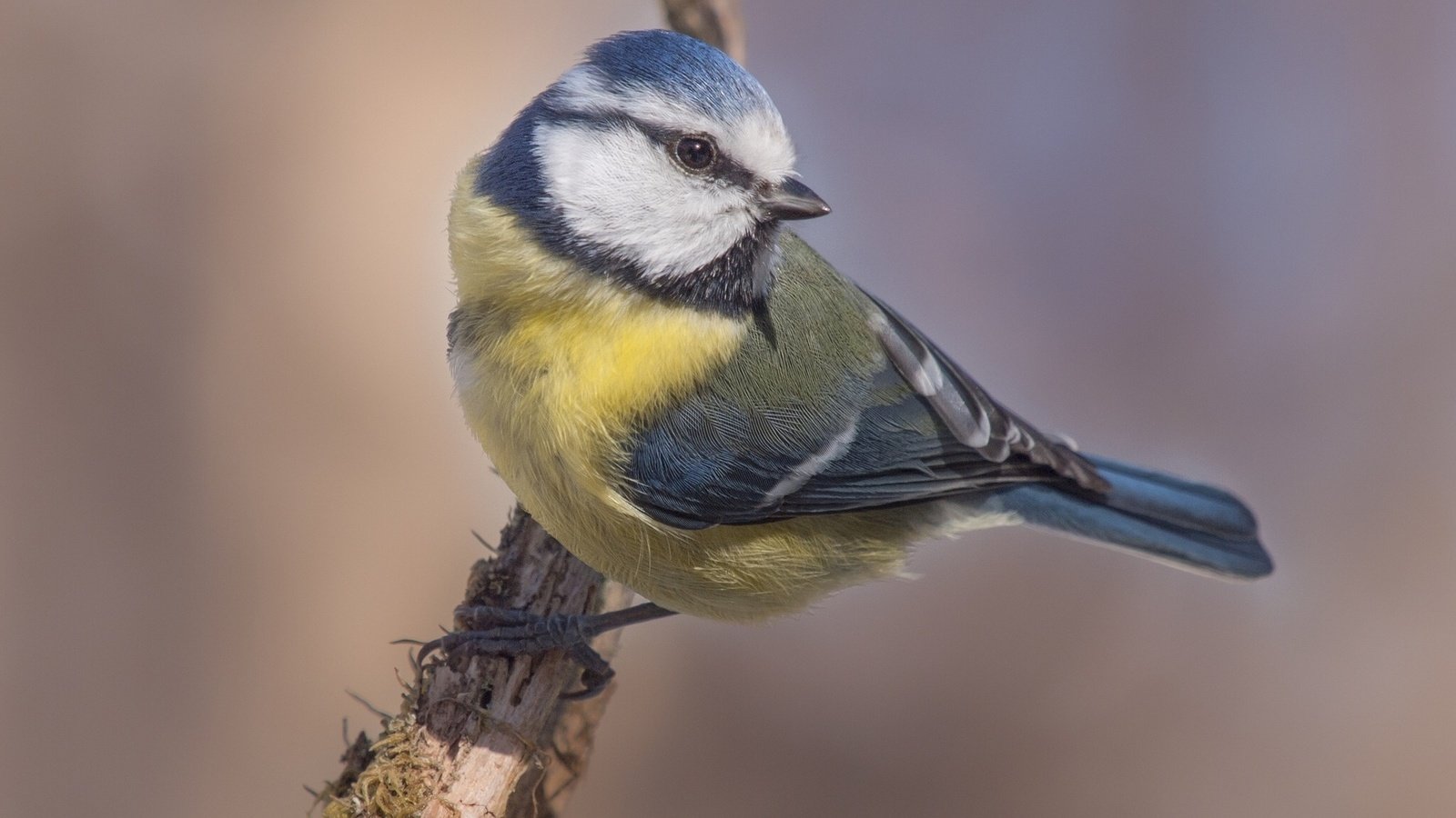 Обои ветка, лазоревка, природа, дерево, птица, клюв, перья, сук, синица, branch, blue tit, nature, tree, bird, beak, feathers, bitches, tit разрешение 1920x1200 Загрузить