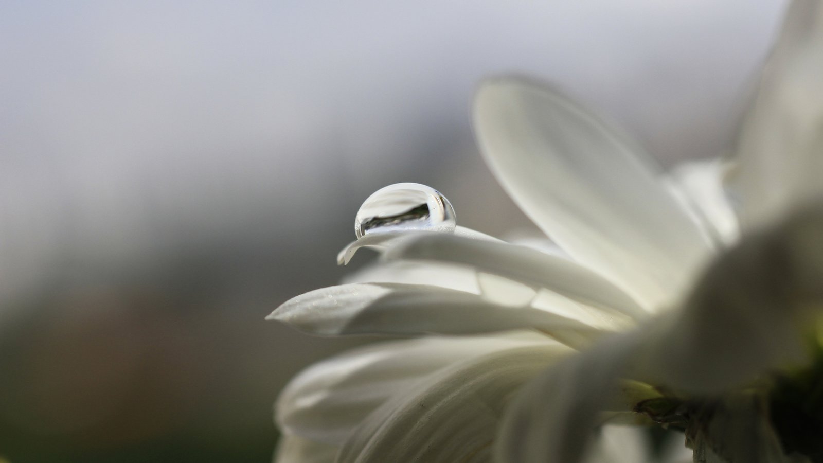 Обои макро, цветок, капли, лепестки, белый, cvety, kaplya, леспестки, macro, flower, drops, petals, white, lepestki разрешение 3750x2500 Загрузить