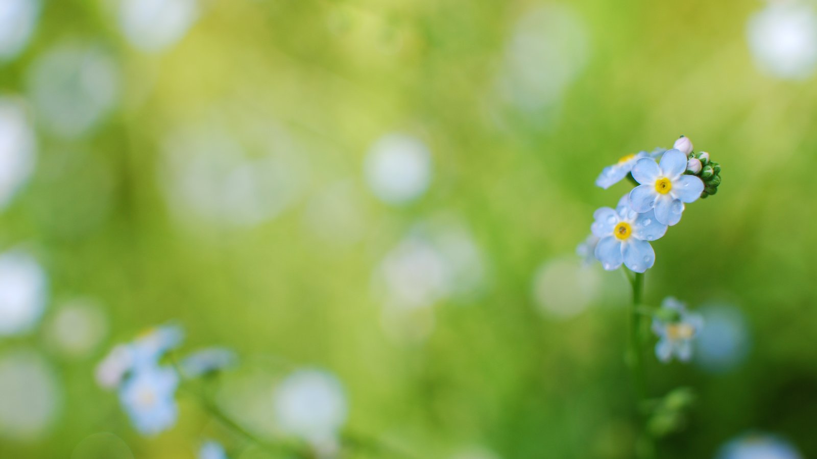 Обои цветы, трава, незабудки, голубые, flowers, grass, forget-me-nots, blue разрешение 3872x2592 Загрузить